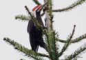 Dryocopus pileatus